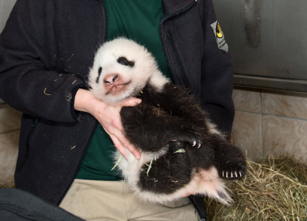 Am kommenden Donnerstag wird der Pandabub drei Monate alt.