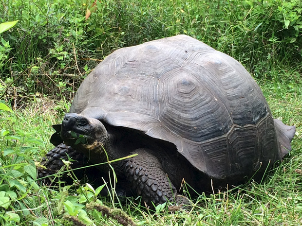 250 bis 300 Schildkröten der neu entdeckten Art leben auf der Insel.