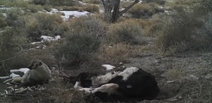 Fünf Tage hat der Silberdachs gegraben, bis das Kalb komplett im Erdreich verschwunden war.