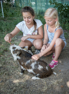 Die Schüler kümmern sich um die Schweine.