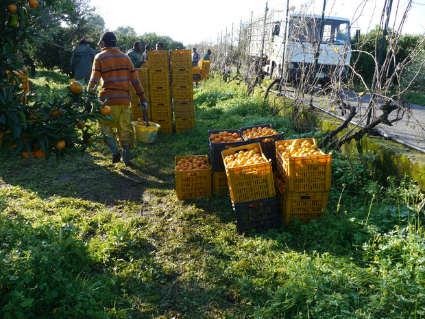 Afrikanische Arbeitskräfte bei der Orangenernte in Kalabrien (2016).