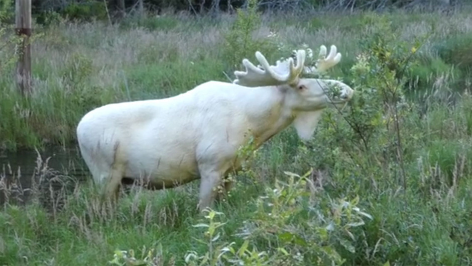 Seltener weißer Elch wird zum Internet-Star in Schweden | Tiroler ...