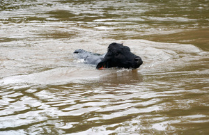 Eine Kuh schwimmt durch die Wassermassen.