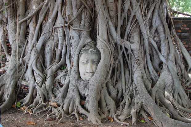 Eines der beliebtesten Fotomotive ist der Baum-Buddha neben dem Mahathat Tempel.