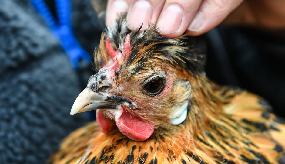 Die flotte Henne ist der neue Star im Hinterhof | Tiroler Tageszeitung