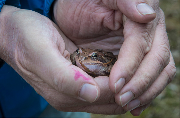 Größenvergleich: Ein Grasfrosch in den Händen von Naturschützer Toni Kuen. Über 2000 Tiere hat er dieses Jahr im Sellraintal über die Straße gebracht.