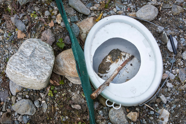 Mit diesen Kübelfallen im Boden werden die Amphibien aufgehalten und gesammelt.
