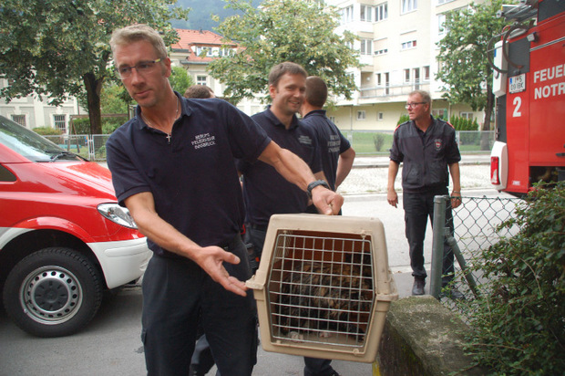 Die Katze wurde ins Tierheim gebracht.