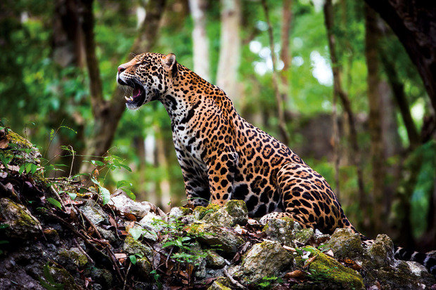 Jaguar Lebensraum Jaguar Lebensraum
