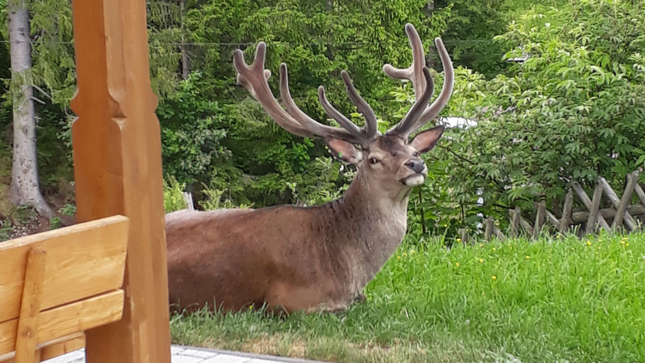 Nach Verfolgungsjagd wird Dorfhirsch Seppl übersiedelt | Tiroler