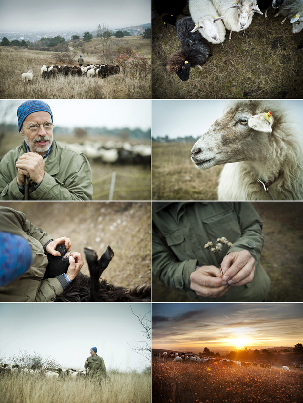 Erich und die Schafe: Kategorie-Sieger Objektiv 2018 in der Kategorie Fotoserien von Stefan Knittel.