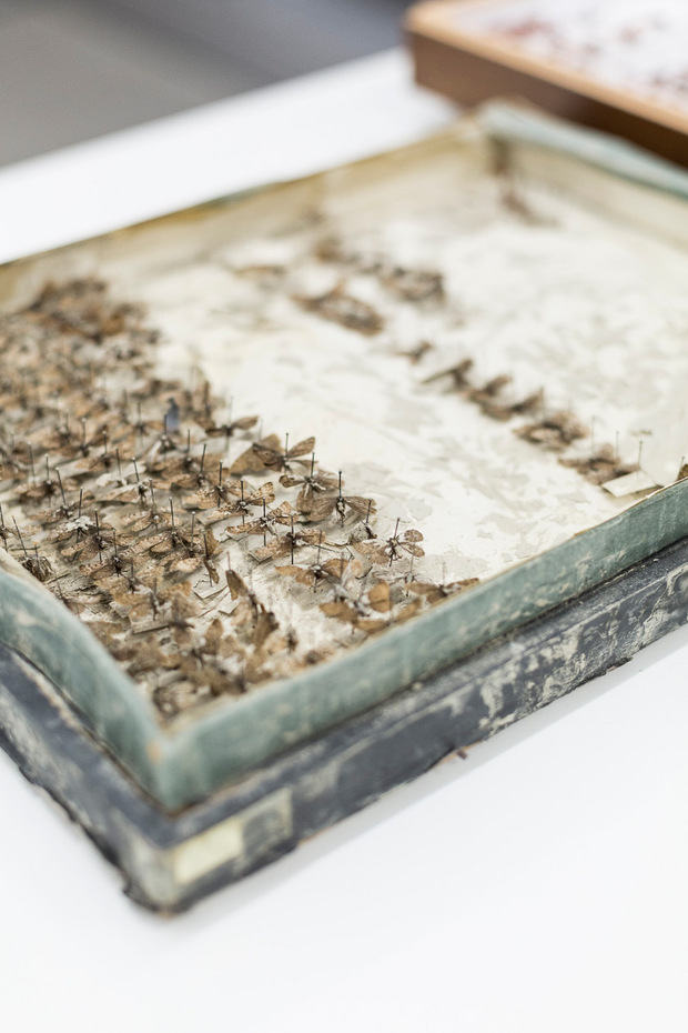 Zerstört: In Schachteln werden Insekten nicht mehr gelagert.