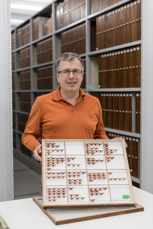 Peter Huemer von der Naturwissenschaftlichen Sammlung zeigt die neuen Insektenkästen. Glas schützt vor Staub und Eindringlingen.