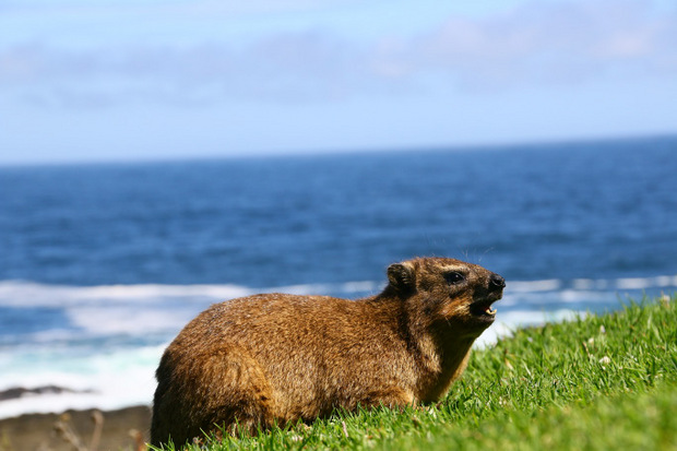 Die Klippschliefer, XXL-Meerschweinchen, sonnen sich an der Küste.