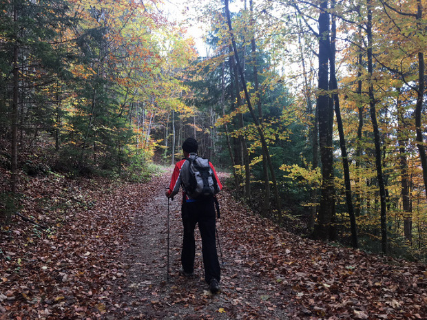 Zunächst geht es durch tollen Herbstwald.