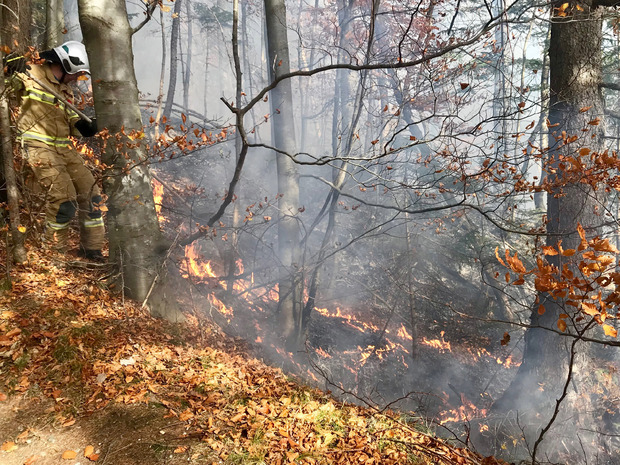 Ein 300 Quadratmeter großes Waldstück hatte Feuer gefangen.