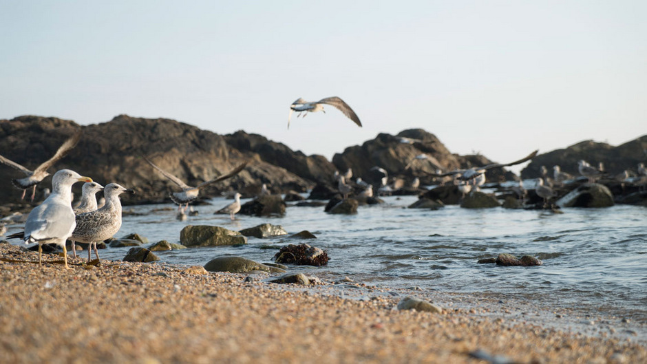 Möwen am Strand von Matosinhos.