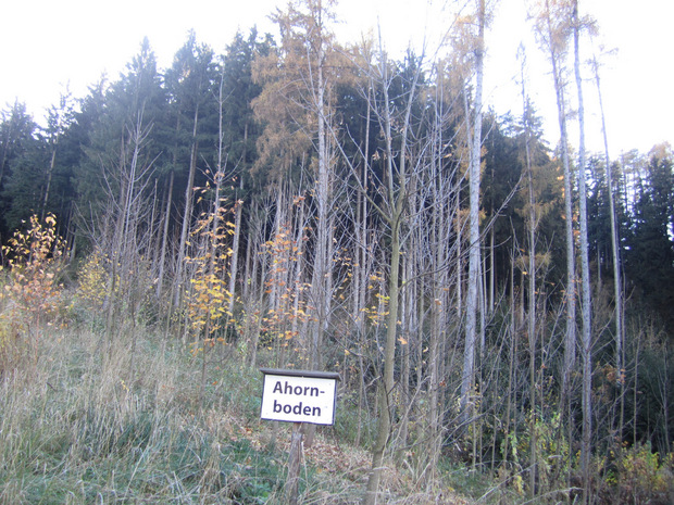 Auch einen Ahornboden gibt es hier.