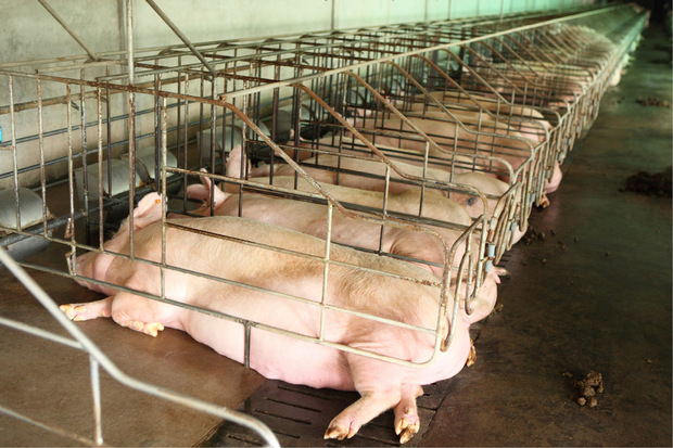 Um den Fleischbedarf zu decken, werden Tiere wie Schweine und Rinder in großen Betrieben gezüchtet und geschlachtet