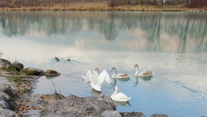 Zwei von ihnen kurieren ihre Beinverletzungen bis zum Frühjahr in einer Wildvogel-Station am Achensee.
