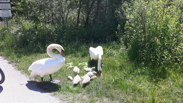Bei einer Radtour im April entdeckte Peer erstmals die Schwanenfamilie.