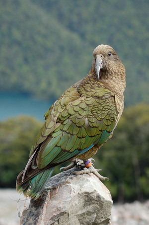 Keas leben in den Bergen der Südinsel Neuseelands und sind streng geschützt.