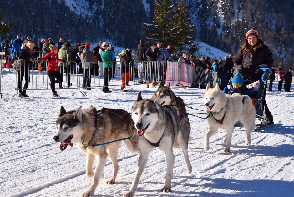 Über 1000 Schlittenhunde trainieren seit dem Wochenende mit ihren Mushern am Pillersee für die Sprint-Meisterschaften.