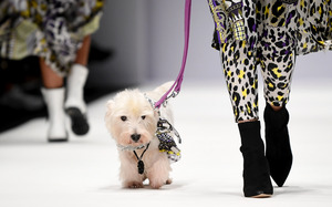 Im Leoprint macht das Model neben dem West Highland White Terrier eine gute Figur.