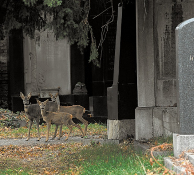 Auf dem zweieinhalb Quadratkilometer großen Zentralfriedhof leben rund 40 Rehe.