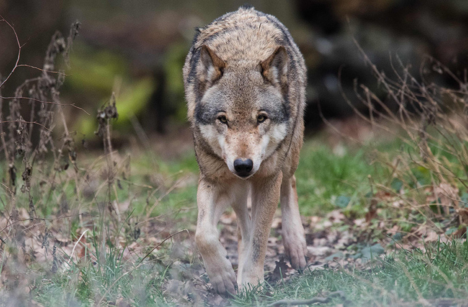 Die Rückkehr des Wolfes wird nun zentral beobachtet.