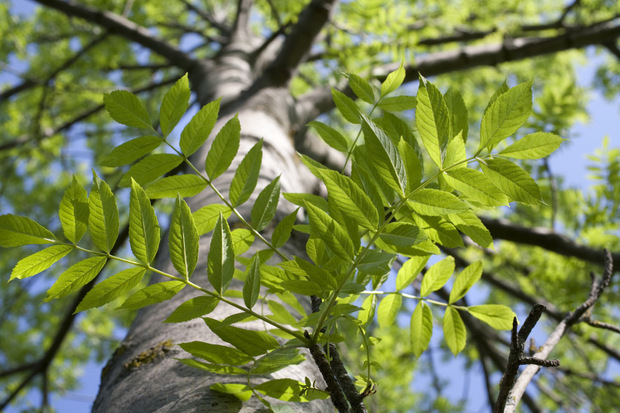 Es ist nicht mehr so leicht, eine gesunde Esche zu finden. Ein Blick auf die Blätter verrät, wie es um den Baum steht.