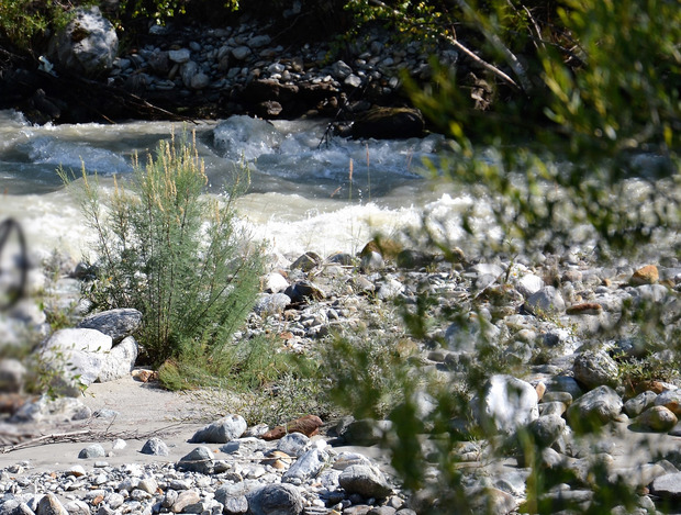 Die Tamariske wird an zwei Stellen am Fluss neu angesiedelt.