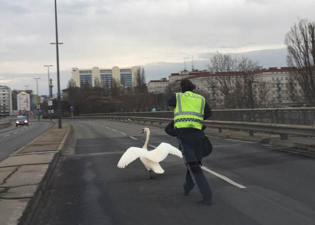 Der Schwan wollte sich nicht einfangen lassen.