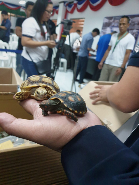 Nach dem Passagier, der die Schildkröten schmuggeln wollte, wird gefahndet.