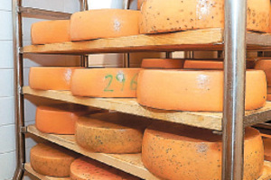 Nach Wochen in der Reifekammer kommt der Käse zurück zum Bauern.
