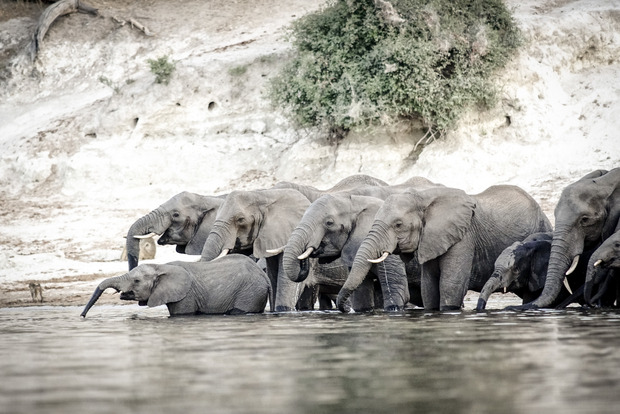 Botswana ist für die Elefantenpopulation berühmt.