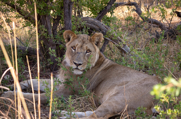 Ein ruhender Löwe im Hwange-Nationalpark in Simbabwe.