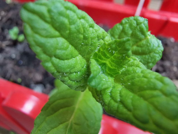 Supermakro-Minze: Das Foto wurde mit dem P30 Pro freihändig aufgenommen - man sieht jedes Detail.