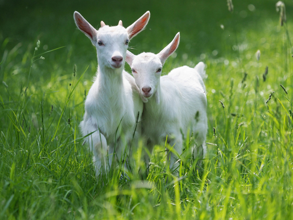 Das Ziegenkitz wird nur mit Milch gefüttert und kommt aus Tirol.