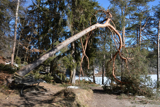 Die Waldschäden nach dem schneereichen Winter müssen mühsam entfernt werden.