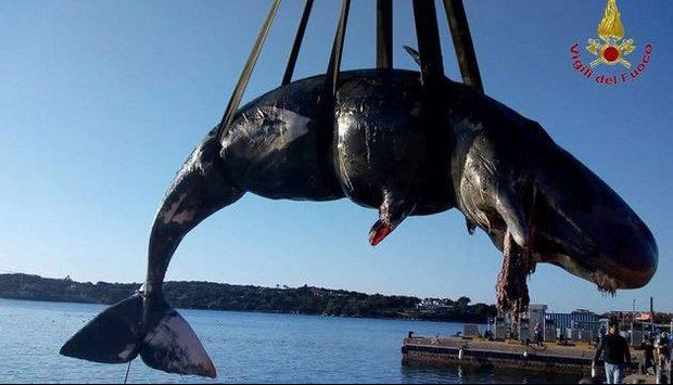 Im Bauch des trächtigen Pottwales in Sardinien wurden 22 Kilo Plastik gefunden.