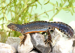 Bergmolch bzw. Alpenmolch (Ichthyosaura alpestris).
