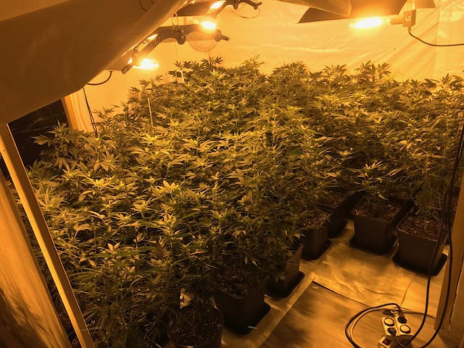 Die Beamten entdeckten eine Aufzuchtanlage mit 73 Cannabis-Pflanzen.