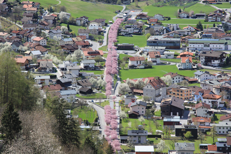 Rund 130 Bäume sorgen derzeit für eine wahre Blütenpracht in Zams. Die rosarote Allee ist schon von Weitem zu sehen.