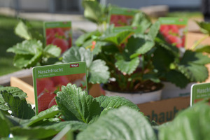 Die Schüler der Garten AG der zweiten Klasse setzten vor der Volksschule St. Margarethen bereits die ersten Erdbeeren.