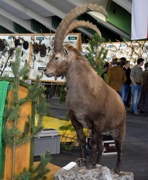 Ein Steinbock.