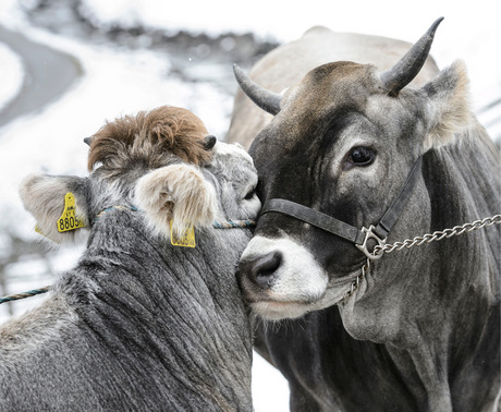 Manuels Jungrind Fiona (r.) versteht sich mit Theresas Kalb Romana gleich gut wie die Cousins.