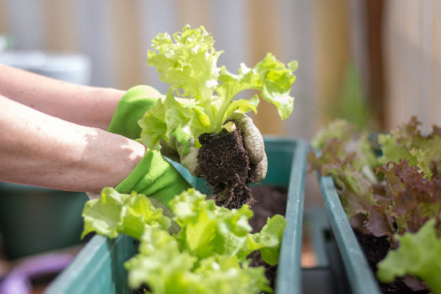 Salate und Frühlingszwiebeln lassen sich gut im Blumenkisterl kultivieren. "Pflücksalat kann man ganz dicht
setzen und schon nach zwei Wochen mit der Ernte beginnen", weiß der
oberösterreichische Gartenexperte.