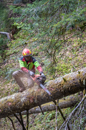 Mit der Motorsäge schneidet er Äste von einem umgestürzten Baum.