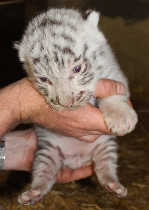 Weiße Tiger haben eisblaue Augen.